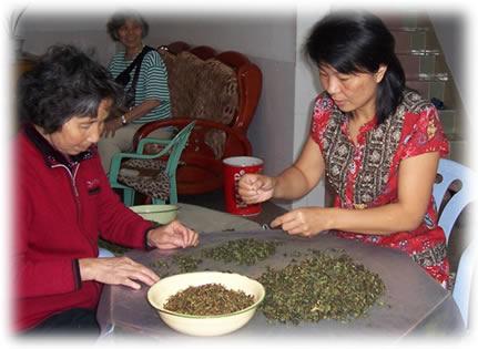 making Tie Guan Yin Oolong tea